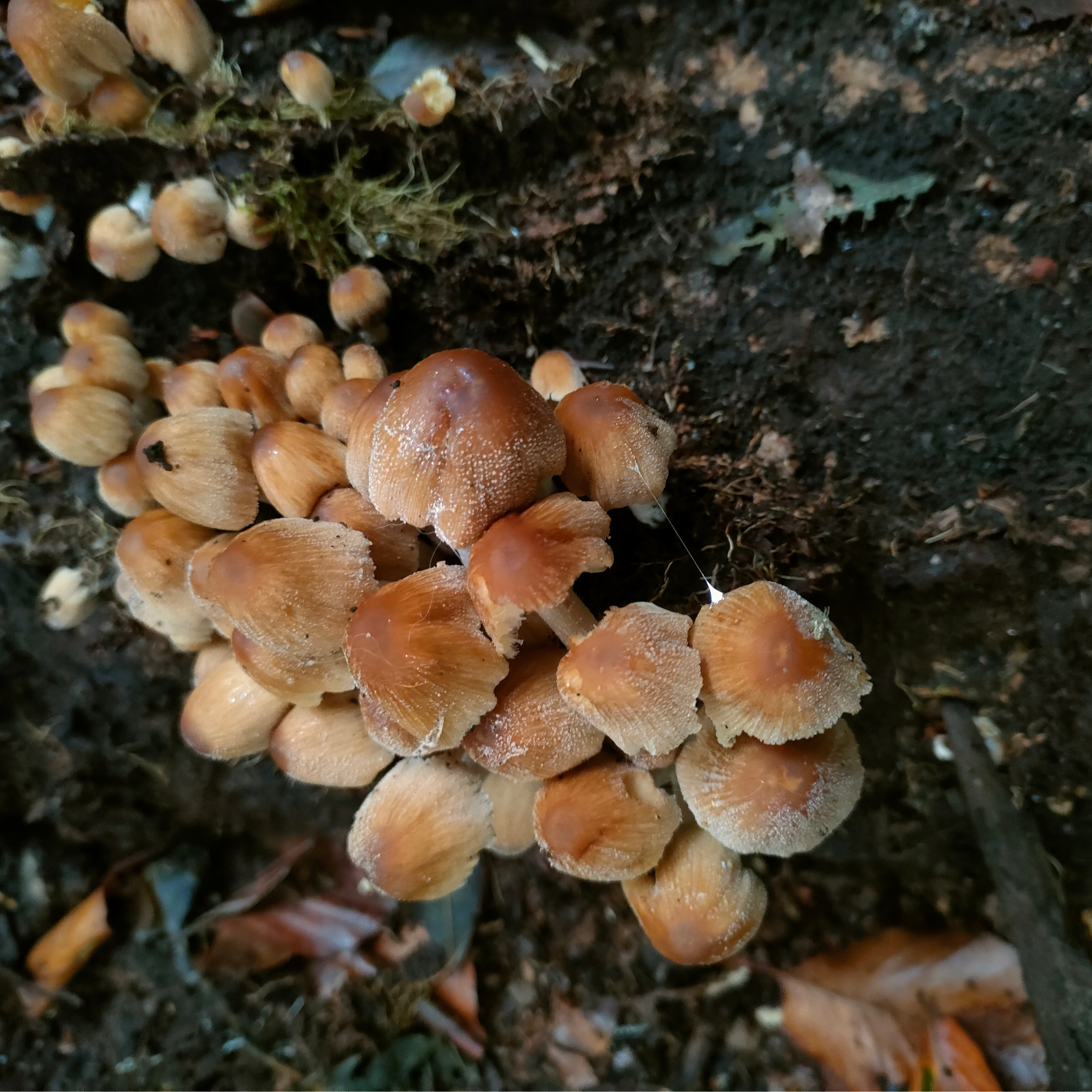 Fungi for Future